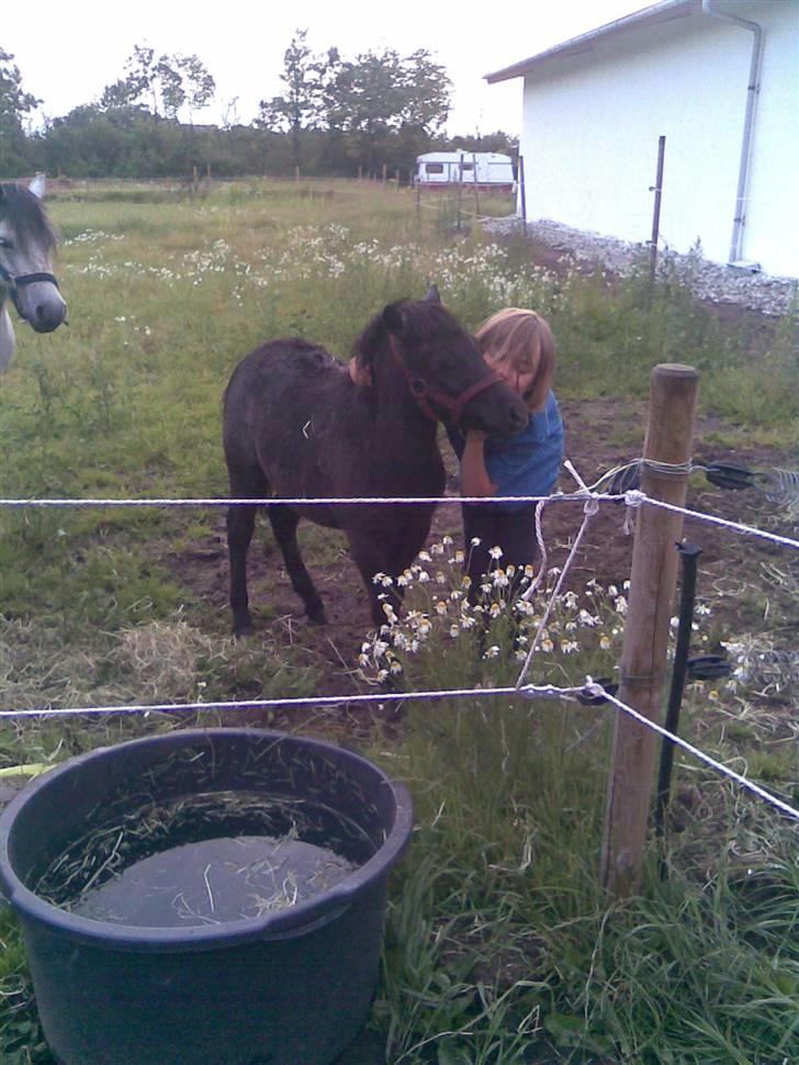 Anden særlig race Mille *SOLGT* - dejligt mys billede 8