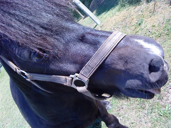 Shetlænder Whitefield Evan  billede 4