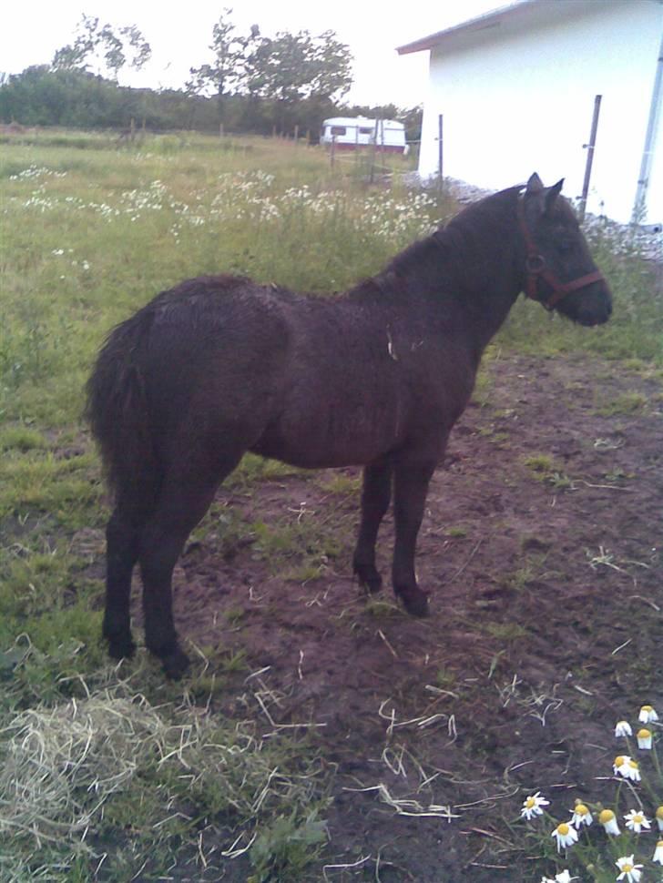 Anden særlig race Mille *SOLGT* - uhhhh billede 9