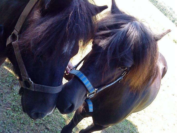 Shetlænder Whitefield Evan  billede 5