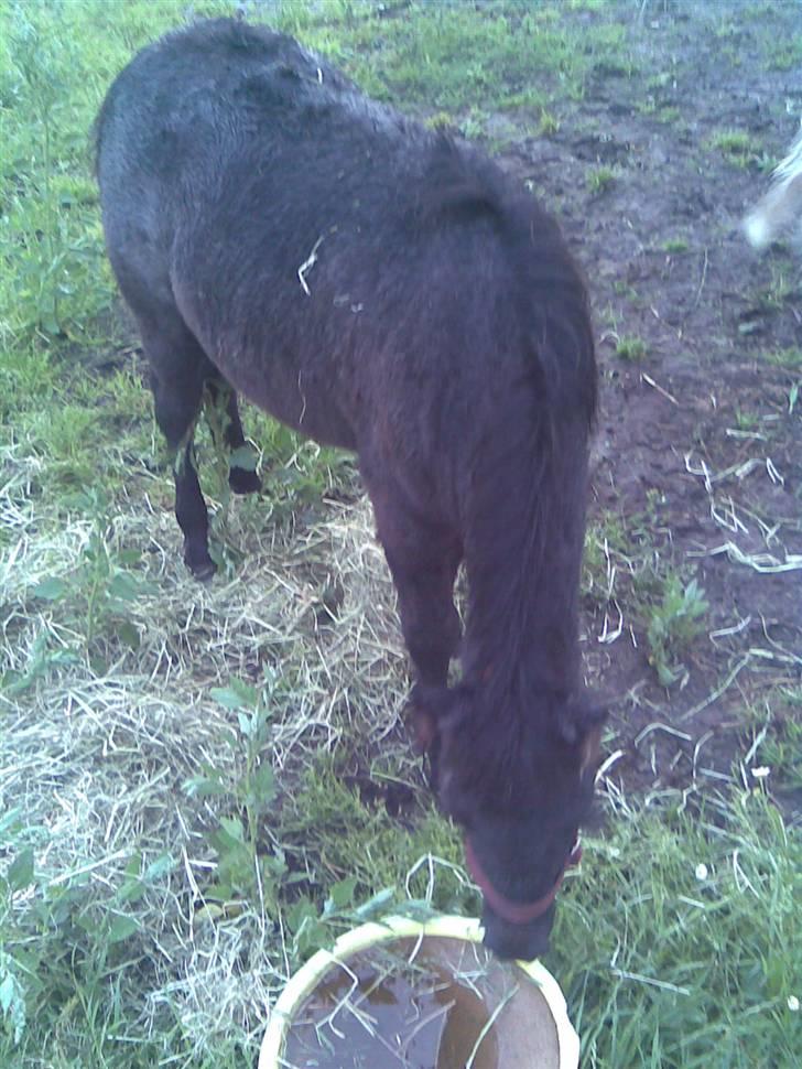 Anden særlig race Mille *SOLGT* - se en sliksten. billede 10