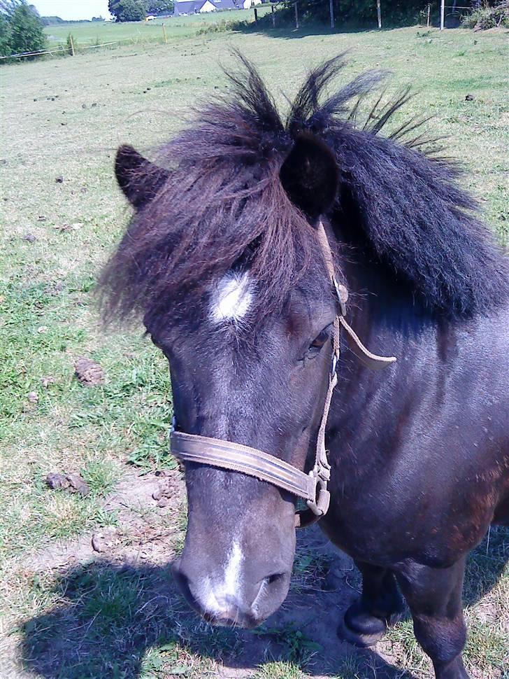 Shetlænder Whitefield Evan  billede 6