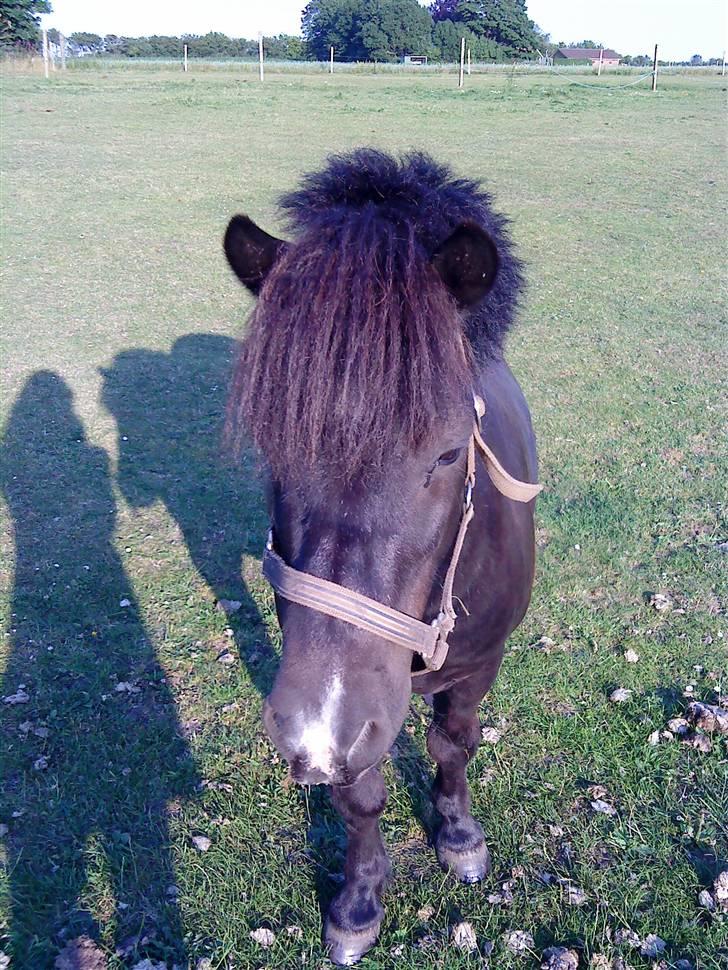 Shetlænder Whitefield Evan  billede 7