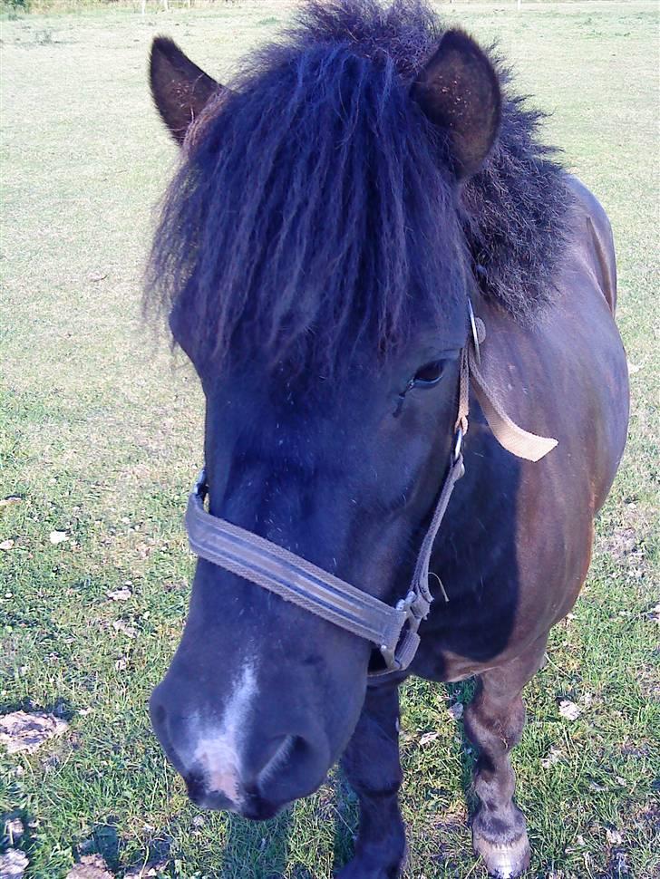 Shetlænder Whitefield Evan  billede 8