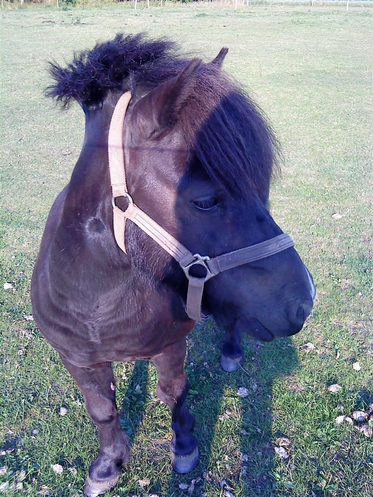 Shetlænder Whitefield Evan  billede 9