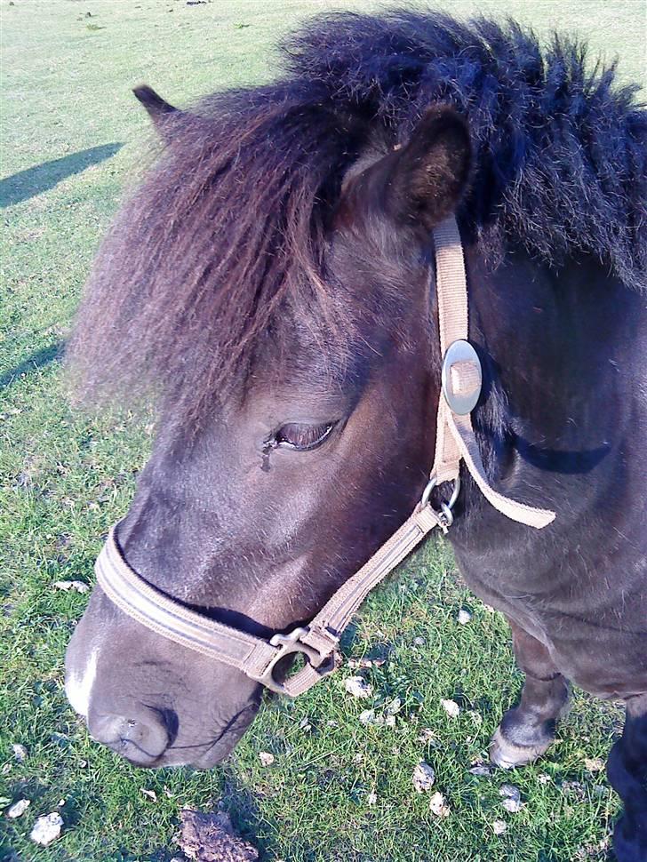 Shetlænder Whitefield Evan  billede 10