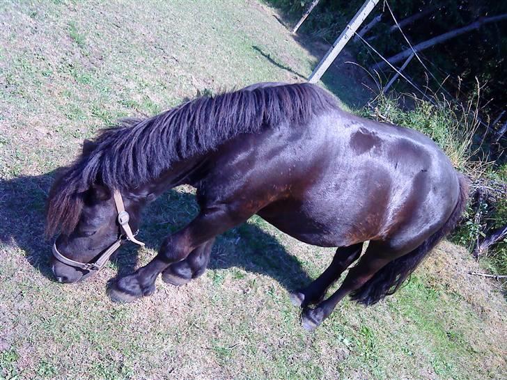 Shetlænder Whitefield Evan  billede 11