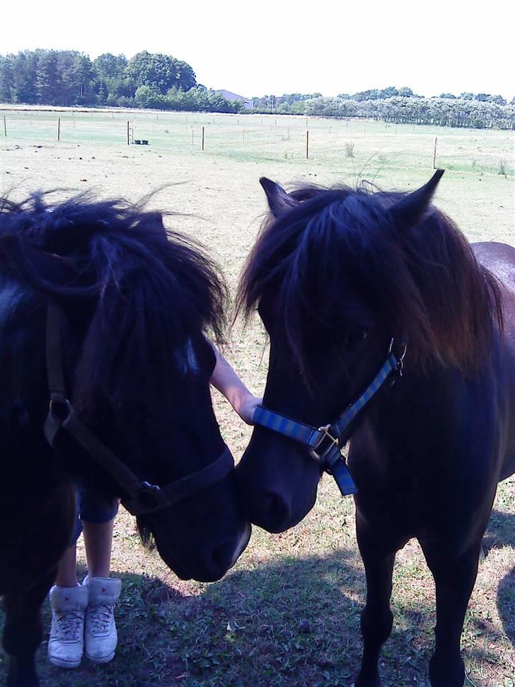 Shetlænder Whitefield Evan  billede 12