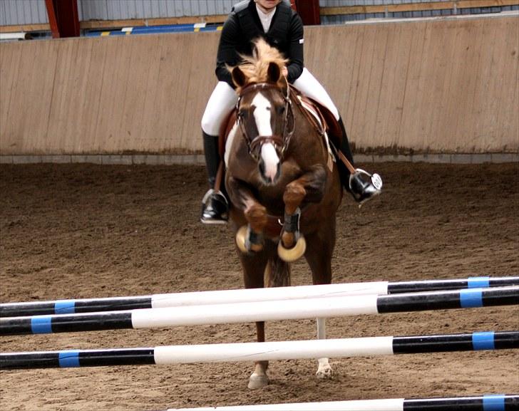 DSP Kavsgaards Belinka BSDH - LB i HURK :) billede 7