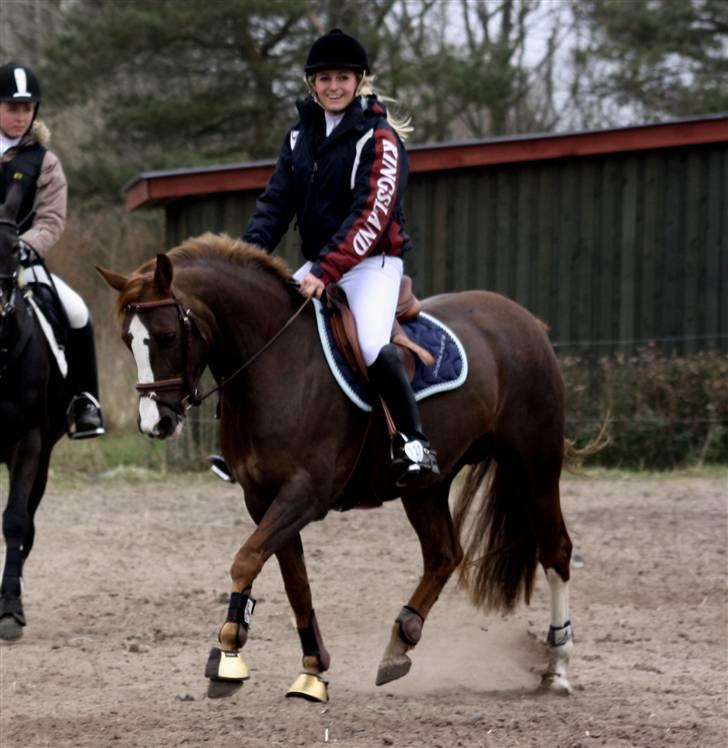 DSP Kavsgaards Belinka BSDH - nibe :D dejlig pony :) billede 8