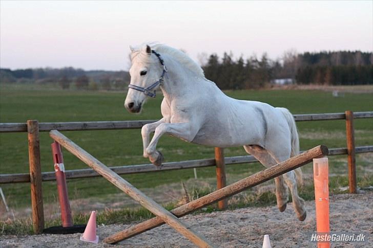 New Forest Araber PrinsDelight SOLGT billede 6