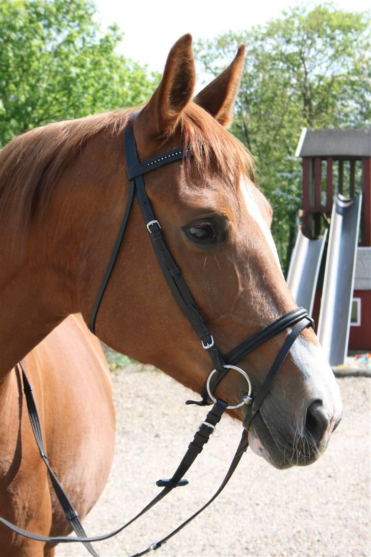 Dansk Varmblod Hjælmsbjergs Primula - Portræt ! <3 billede 3