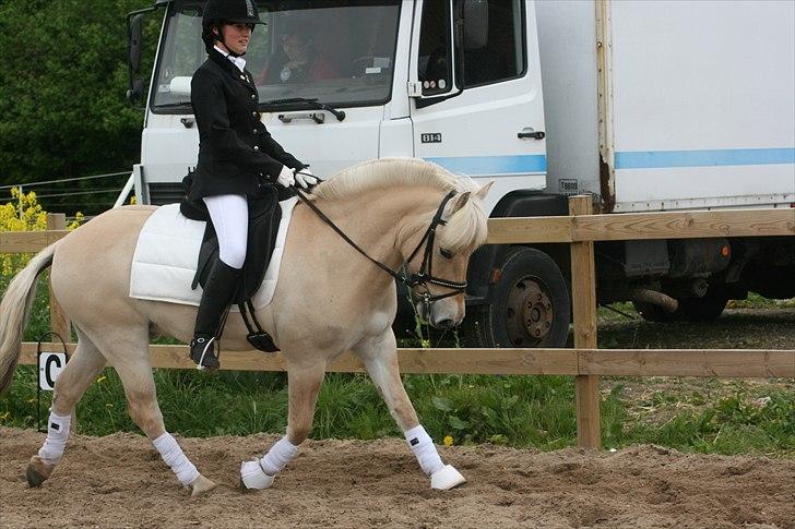 Fjordhest Odin Kaptain † R.I.P † - 14/5 2011 - Første stævne LC1 - måtte opgive pga heste der blev lukket ud på folden ved siden af, så odin blev lidt ops | Foto: Ditte billede 2