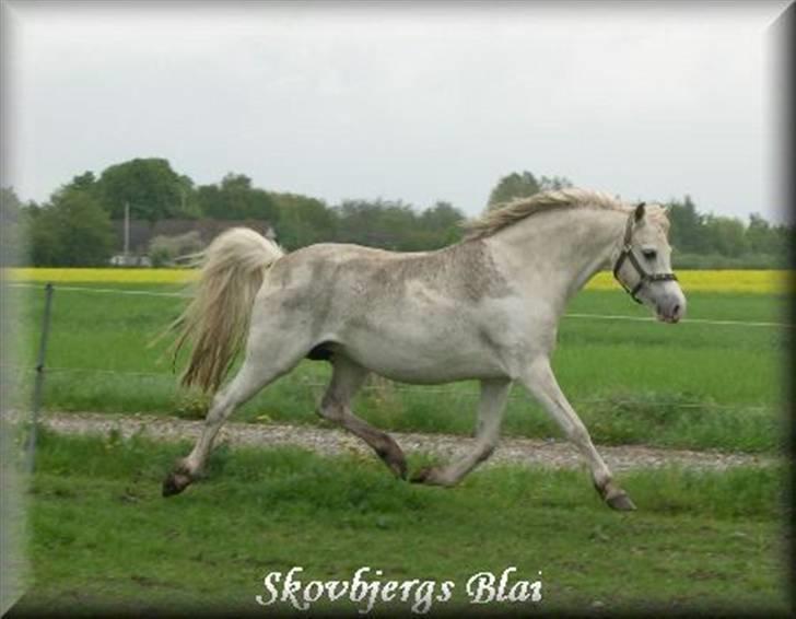 Welsh Pony (sec B) Skovbjergs Blai! (Blæverdyret) - Hendes Trav. Foto: Gamle Ejer:D
 billede 4