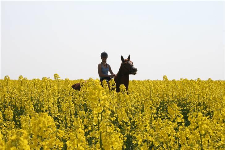Dansk Varmblod Hjælmsbjergs Primula - Primula <3  billede 8