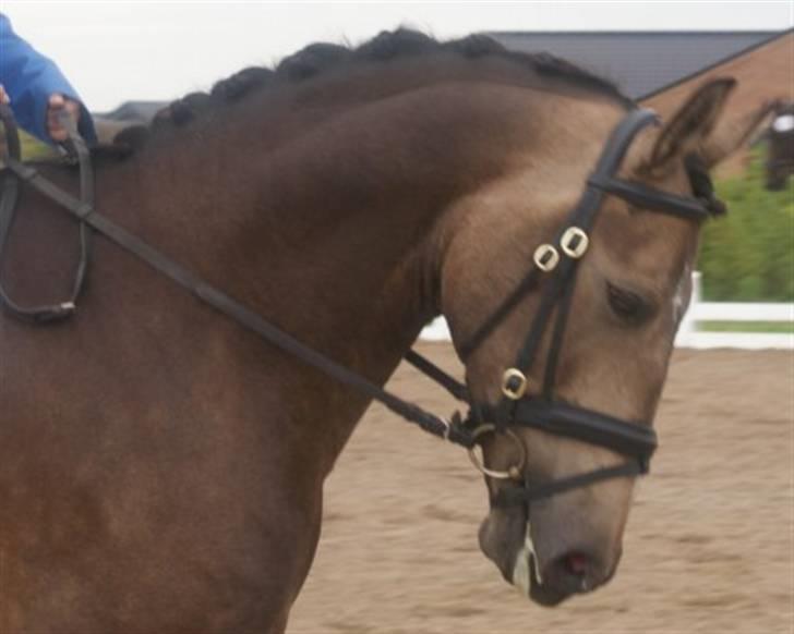 Anden særlig race Valentino Afleveret tilbage   - Smukke Valle=) billede: Haar foto billede 5