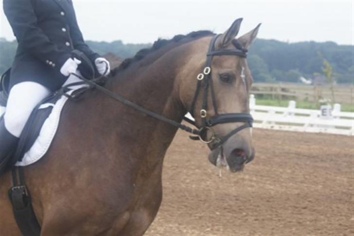 Anden særlig race Valentino Afleveret tilbage   - Maiia har lidt besvær med at holde ham=( Han var en Bølle... Billede: Haar foto billede 6