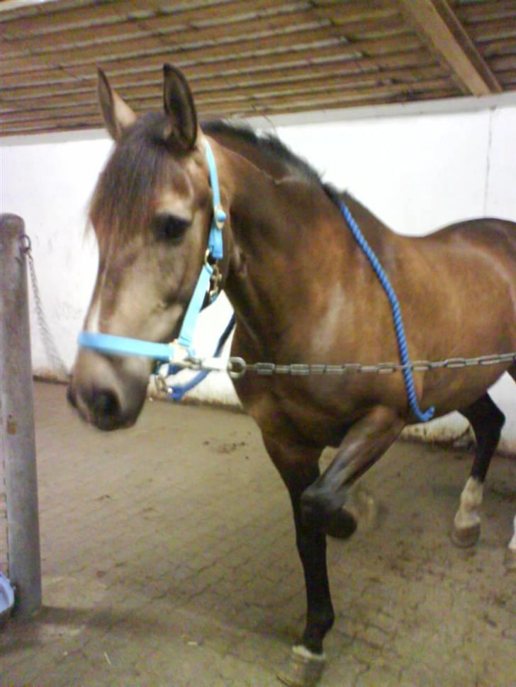 Anden særlig race Valentino Afleveret tilbage   - IHH altså din tiggeprins=D billede 7