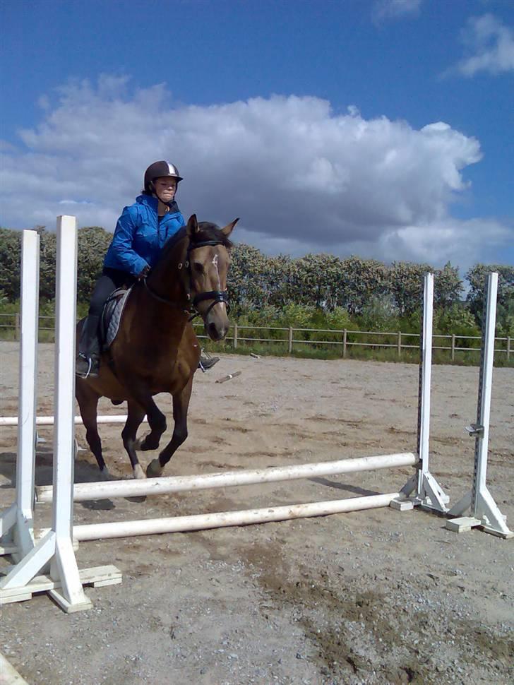 Anden særlig race Valentino Afleveret tilbage   - Den 9/8-08 Maia rider Valle. billede 8