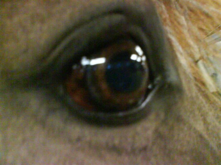 Anden særlig race Valentino Afleveret tilbage   - Valles Smukke øje<3 billede 9