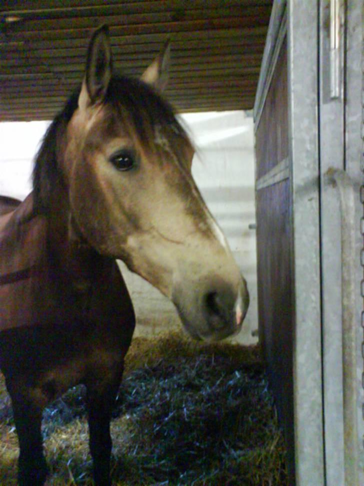 Anden særlig race Valentino Afleveret tilbage   - Valle i boksen=D billede 10