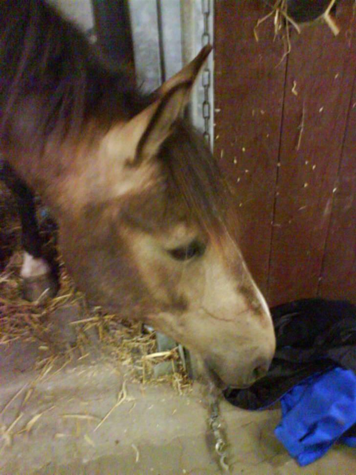 Anden særlig race Valentino Afleveret tilbage   - Hvad er det du har i jakken Ditte?? billede 11