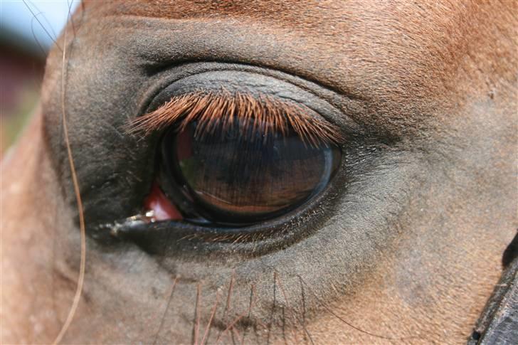 Dansk Varmblod Hjælmsbjergs Primula - <3 billede 9