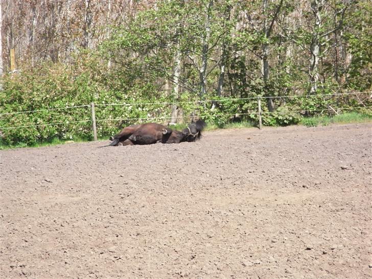 Islænder Kiljan - uhh, tager du billeder af mig ? Foto: Mig .. billede 7