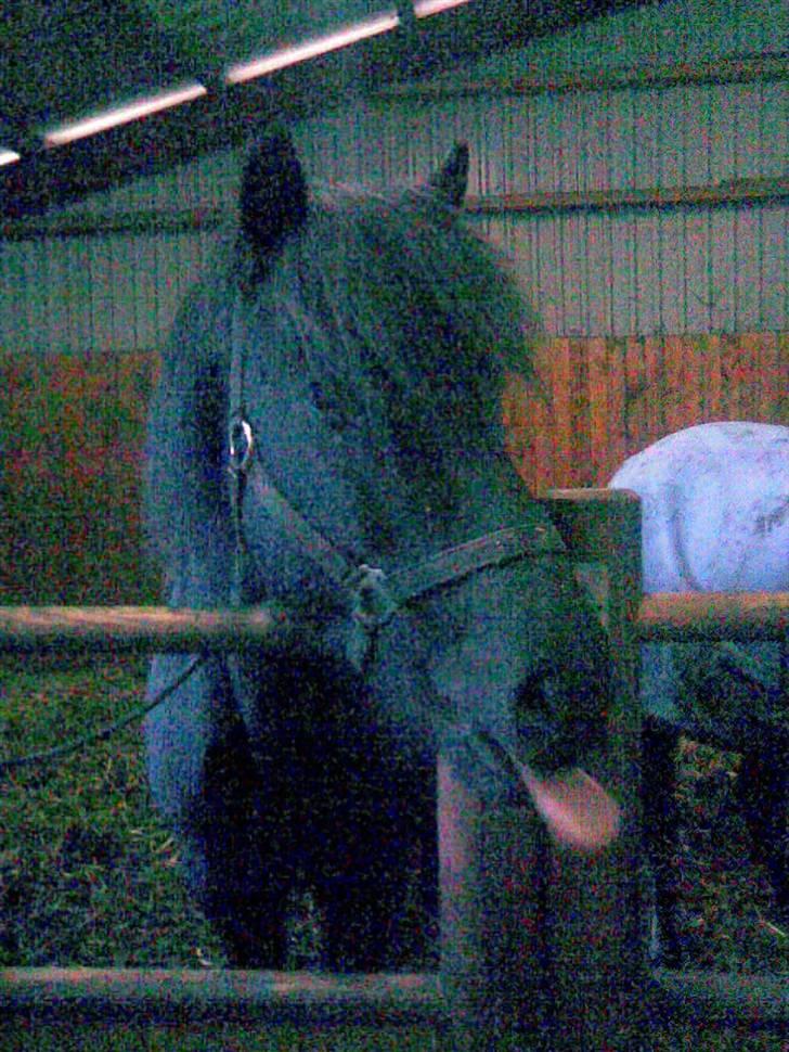 Islænder Kiljan - Hov havde lige glem at man ikke må rakke tunge .. Foto: Mig .. billede 8