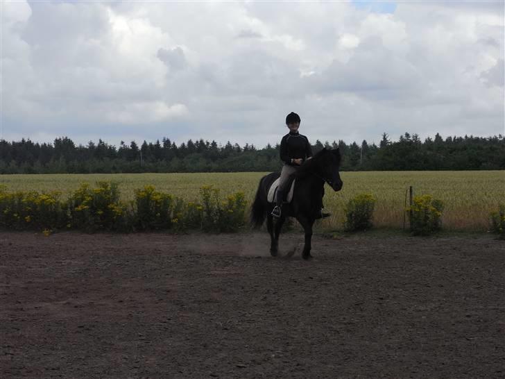 Islænder Kiljan - wee .. Foto: Bror .. billede 9