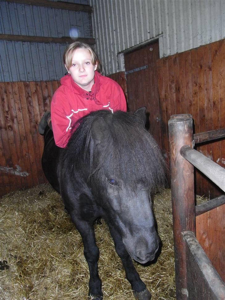 Islænder Kiljan - Hygge :D billede 10