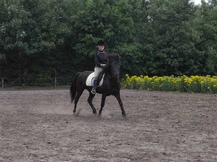 Islænder Kiljan - vi hyppe lypper lige en tur .. Foto: Bror .. billede 11