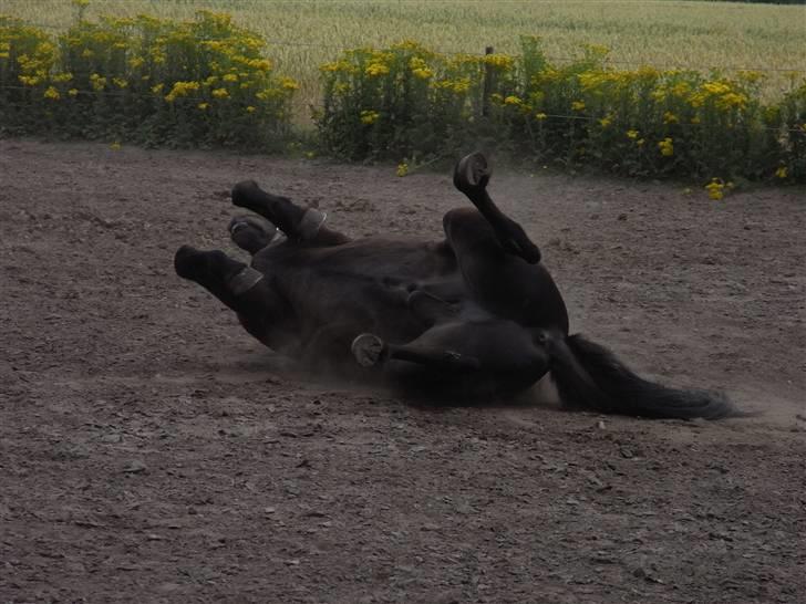 Islænder Kiljan - det er dejligt at blive beskidt .. Foto: Mig .. billede 12