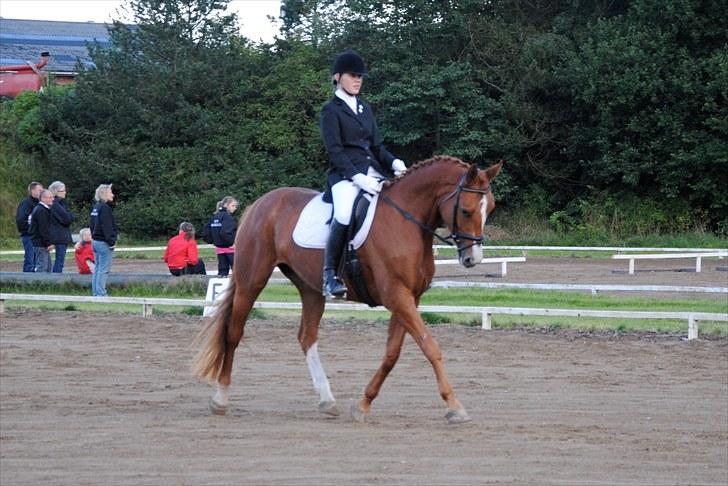 Dansk Varmblod Hjælmsbjergs Primula - Stævne i STR :) foto: Julie billede 10