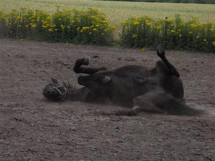 Islænder Kiljan - hov havde glemt at du havde striglet mig .. Foto: Mig .. billede 13