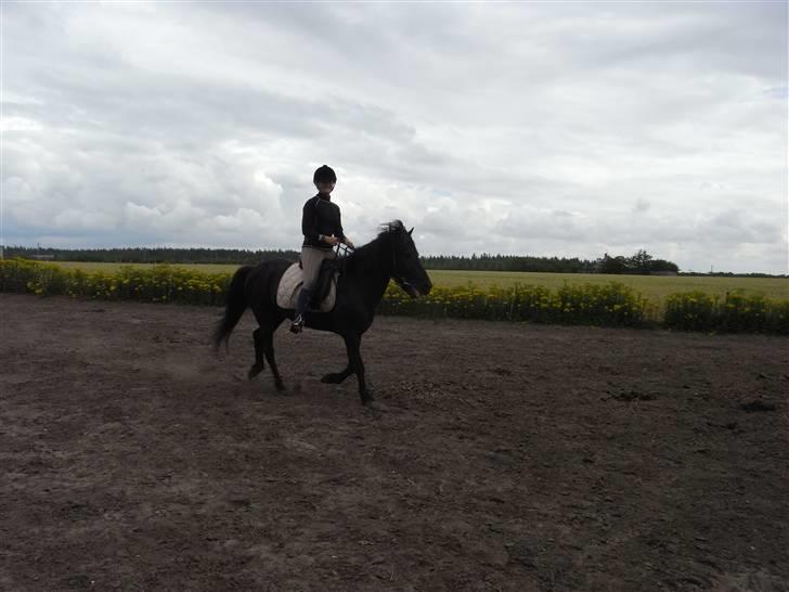 Islænder Kiljan - hyp hyp .. Foto: Bror .. billede 14