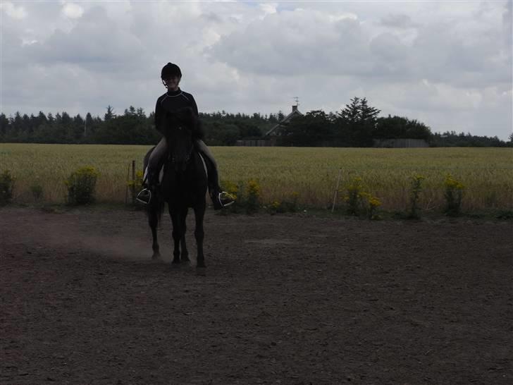 Islænder Kiljan - lige på vej hen og se hvem der tager billeder ,, Foto: Bror .. billede 16