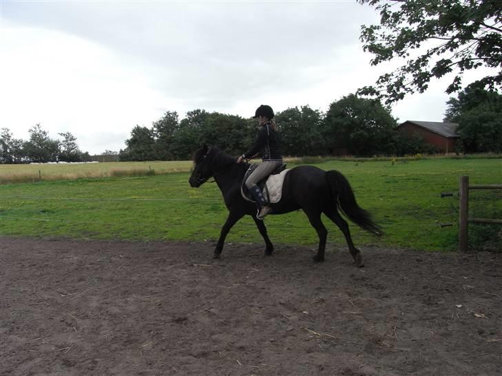 Islænder Kiljan - næsten i galop .. Foto: Bror .. billede 17