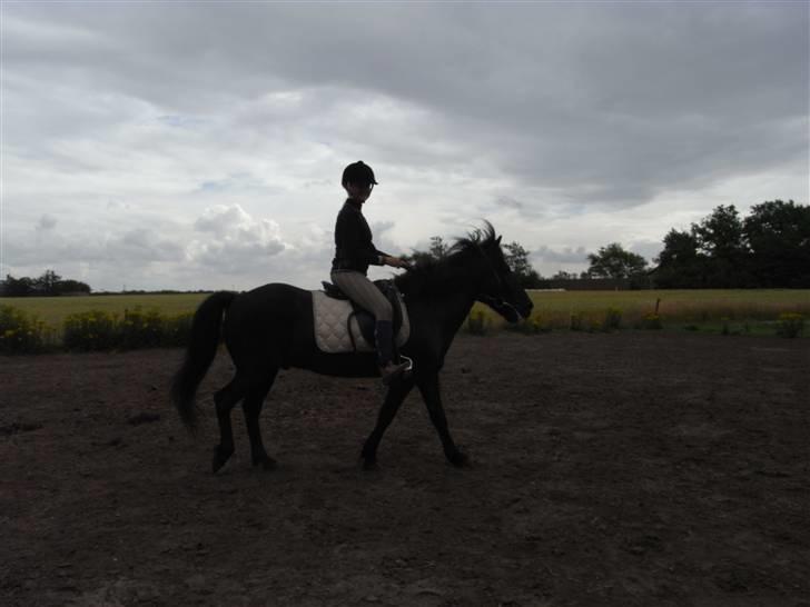 Islænder Kiljan - hurtig pas , vil ned til de andre .. Foto: Bror .. billede 18