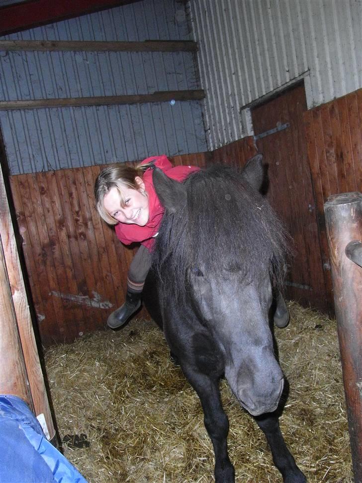 Islænder Kiljan - Fjoller ? billede 19