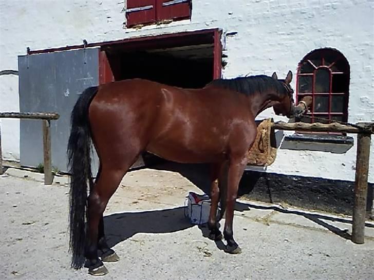 Oldenborg / fuldblod Cadiz <3 - Han kysser lidt med den søde lille pony gennem vinduet :) Lige Fået Ham Hjem <3 billede 3