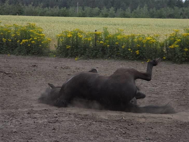 Islænder Kiljan - og så om på den anden side .. Foto: Mig .. billede 20