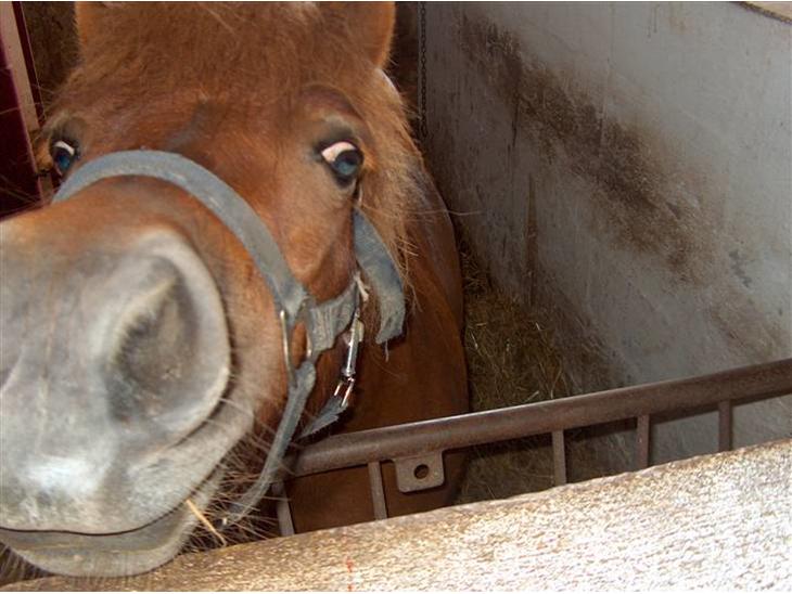 {{currentPhoto.altText}} billede {{currentPhoto.number}}