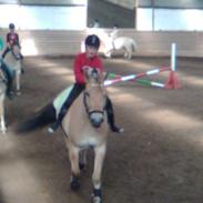 Fjordhest apollo gammel part :`(