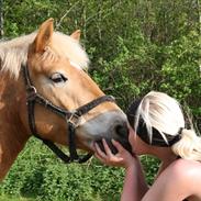 Haflinger Odet