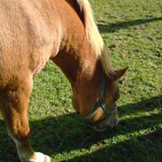 Anden særlig race Buster*rider*R.I.P