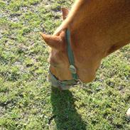 Anden særlig race Buster*rider*R.I.P