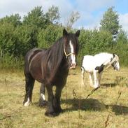 Irish Cob Jessie my Dream