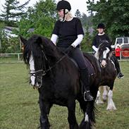 Irish Cob Jessie my Dream