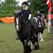 Irish Cob Jessie my Dream